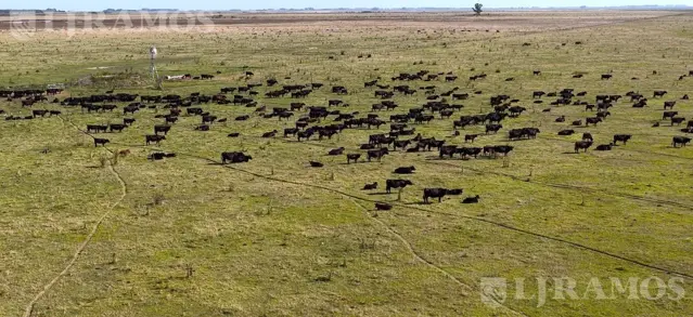 1712 ha ganaderas en Melincué, Santa Fe