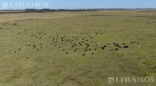 1712 ha ganaderas en Melincué, Santa Fe foto 5